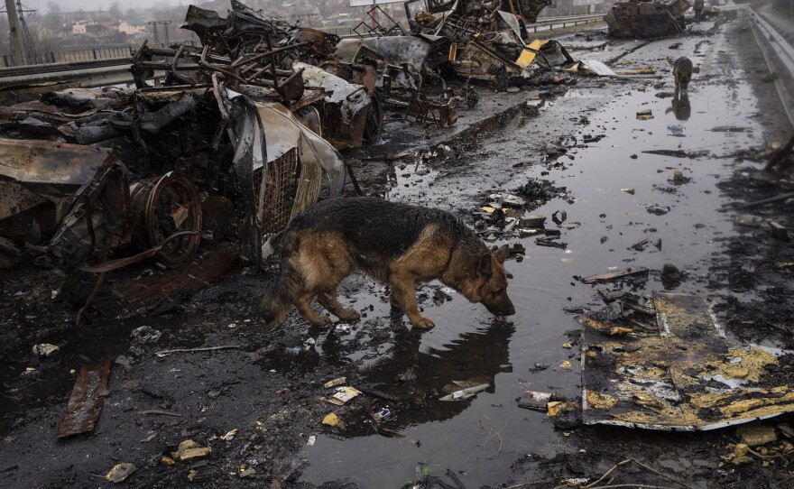 A dog drinks water next to destroyed Russian armored vehicles in Bucha.