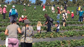 Customers picking strawberries at Stehly Farms in Valley Center on April 14, 2018.