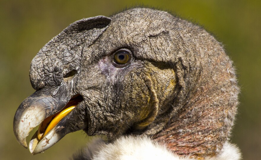 An estimated 600 to 1,000 condors remain in Peru and their numbers are declining.