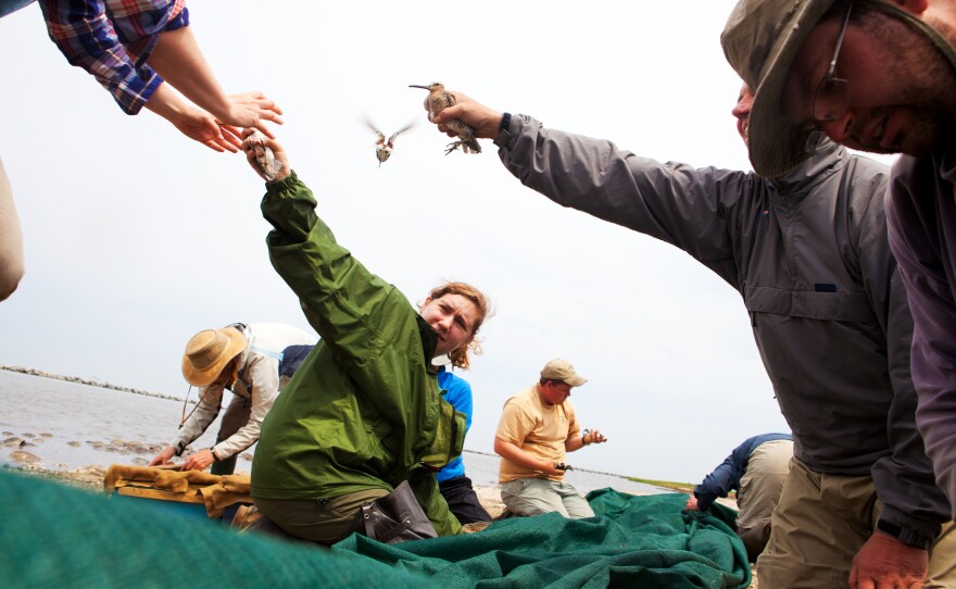 Volunteers carefully collect birds from the net, sorting and counting as they go. Nationally, the number of red knots has dropped by 75 percent since the 1980s.