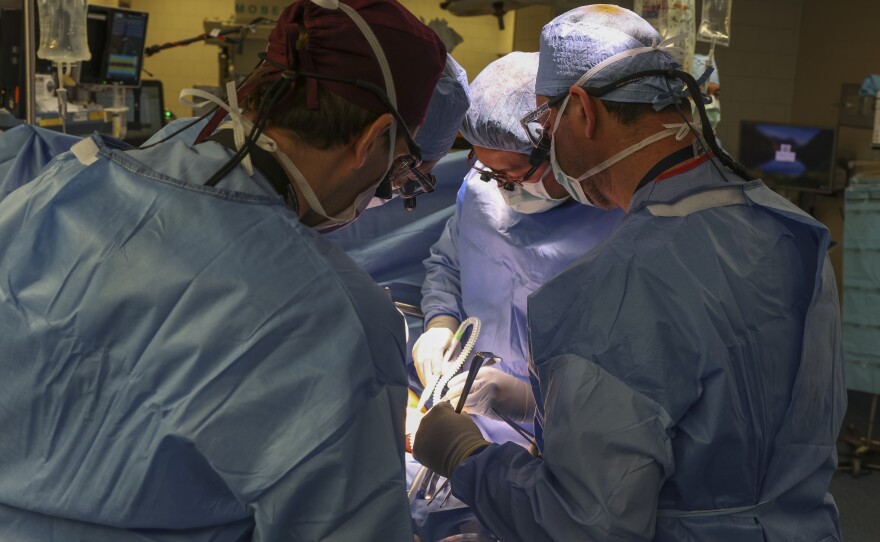 Surgeons perform the first transplant of a genetically modified pig kidney into a living human at Massachusetts General Hospital in Boston.