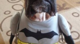 Deanna Chew's dog Kona as Batman. This isn't the only pet costume I've received, but it's definitely one of the cutest.