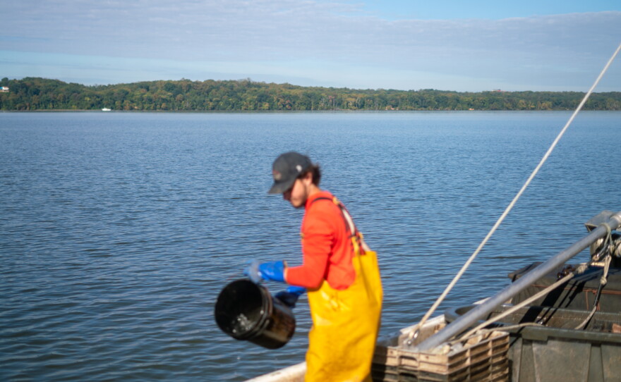 Zach Swann sorts through the day's catch of blue catfish at a dock on the lower Potomac River. The species was first brought to rivers in Virginia in the 1970s for recreational fishing. It's spread to every tidal tributary of the Chesapeake Bay in Maryland.