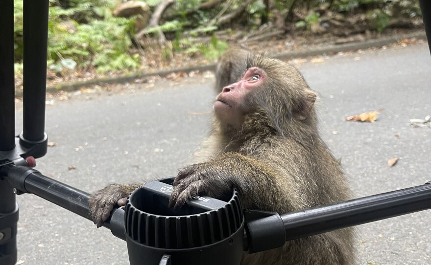 Japanese macaque holding onto the bottom of a tripod.