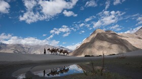 A camel herder leads his camel train over the sand dunces in Nubra Valley, India. 