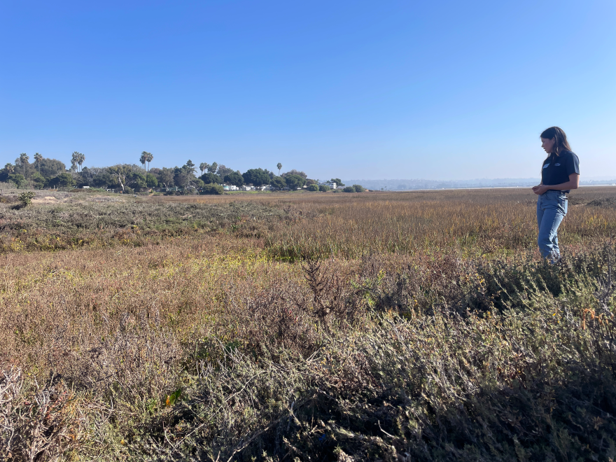 Clarissa Rodriguez leads a group during an iNaturalist identification party at Kendall-Frost Mission Bay Marsh Reserve on Dec. 16, 2025.