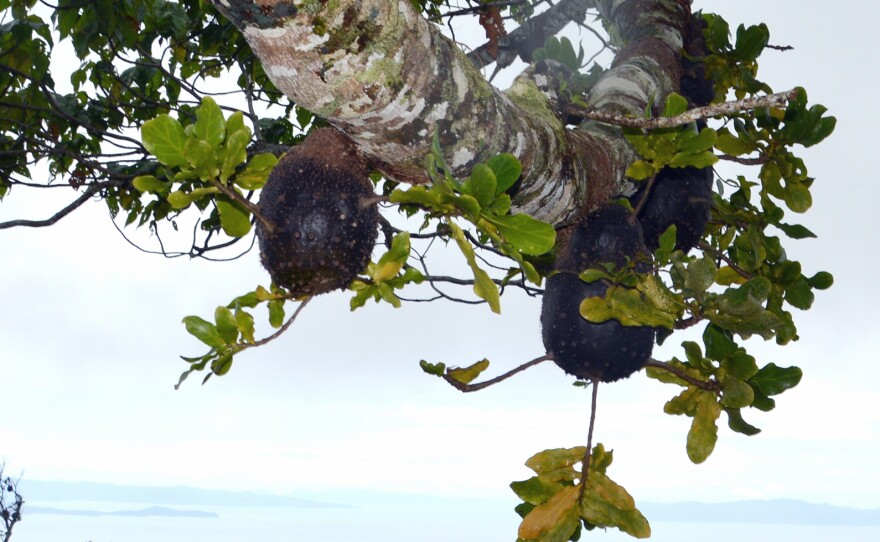 A 'field' of Squamellaria plants in a Macaranga tree farmed by a colony of Philidris nagasau ants. The tree overlooks the Fijian archipelago at sunset on Taveuni island.