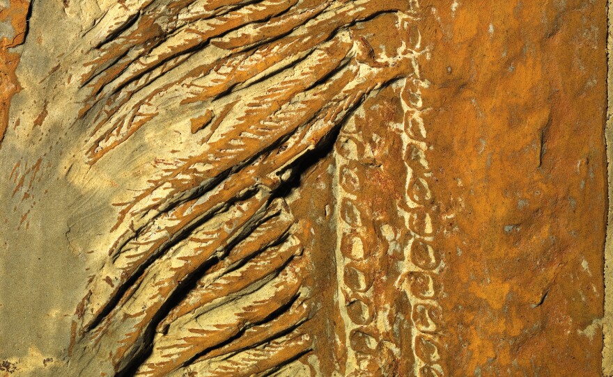 Detail of the fossilized baleen-like scooper of Aegirocassis benmoulae, discovered in Morocco.