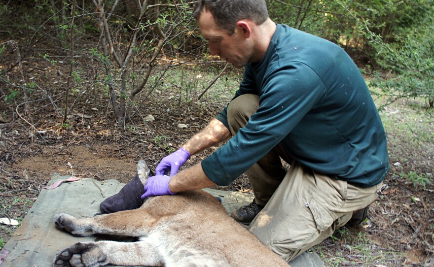 Field biologist Paul Houghtaling of The Santa Cruz Puma Project fits a tracking collar on a mountain lion named 38F while she's sedated.