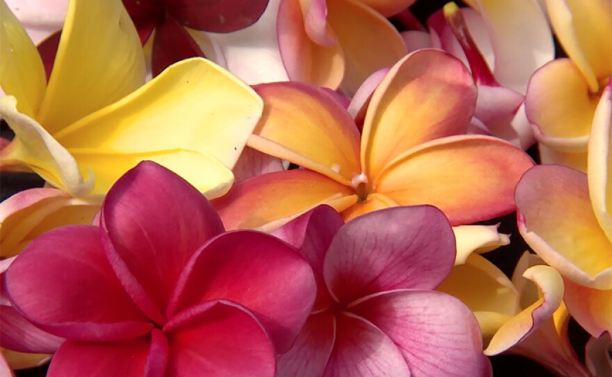 Colorful plumeria