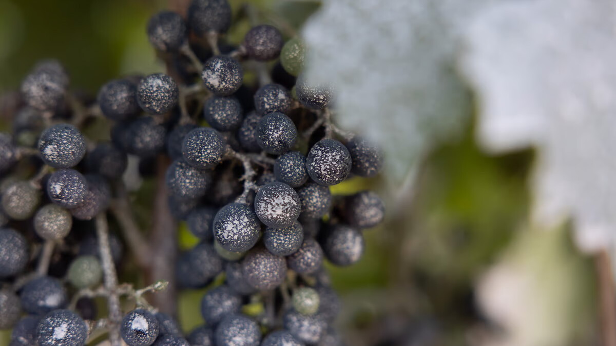 California researchers race to find solutions to wildfire smoke-tainted wine - Vimarsana News