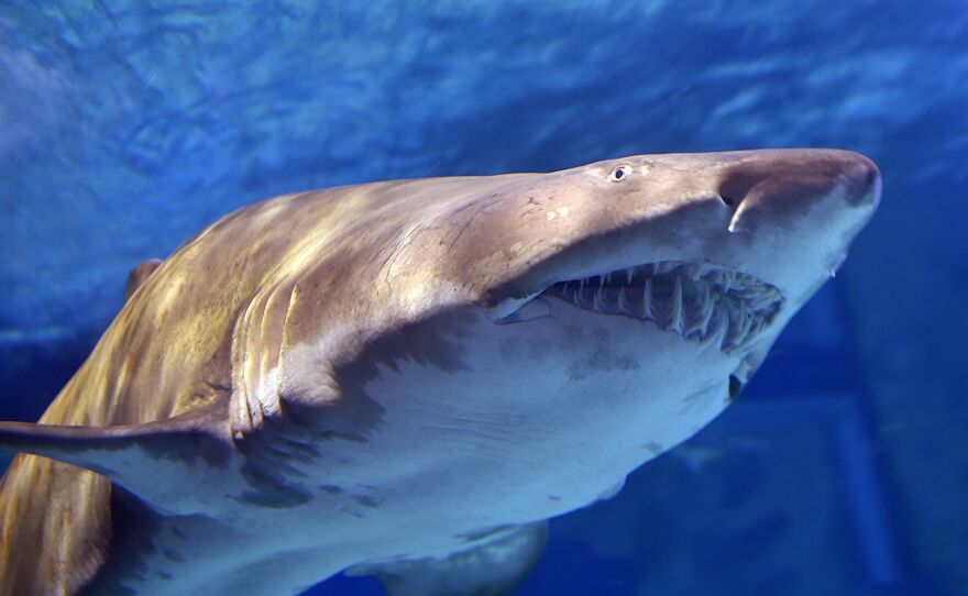 Sand tiger sharks can grow to up to 10 feet in length, but juveniles average 3 to 5 feet. These sharks have a menacing appearance, but aren't known for unprovoked attacks on humans.