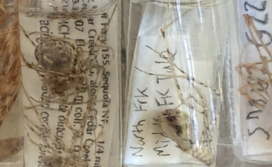 Samples of newly discovered species of the spider Hypochilus Xomote are seen in tiny jars, in the San Diego State lab of Marshall Hedin. May 19, 2022