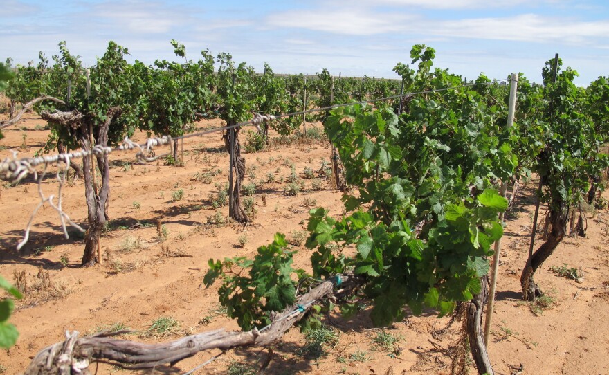 The vines at Pheasant Ridge Winery near Lubbock, Texas, were devastated by drift from the herbicide 2,4-D in 2016.