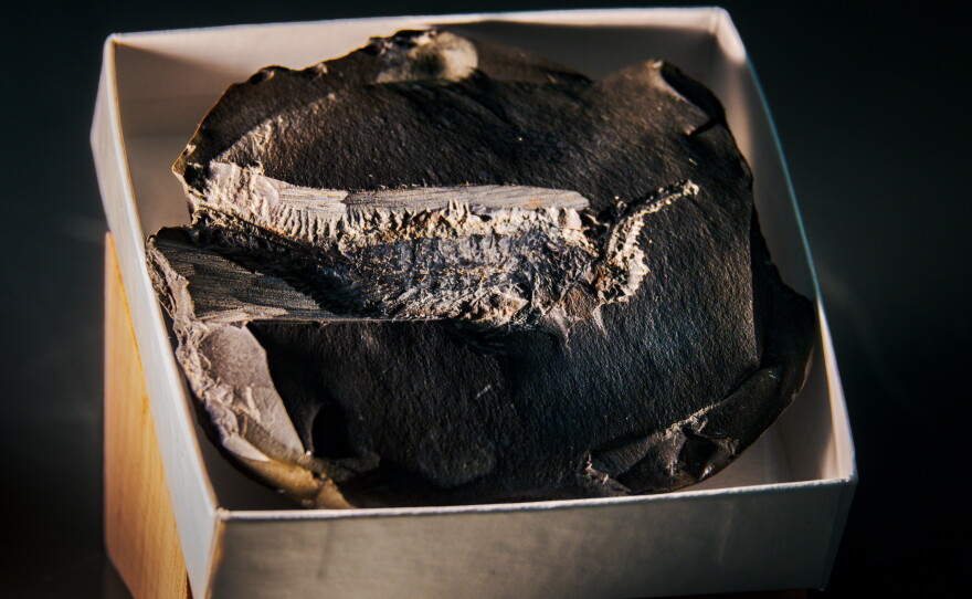 The "Chosha praecursor" fossil is the missing link between crustaceans and modern insects taken on Oct. 22