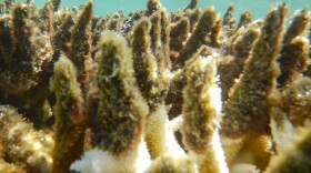 This photo supplied by the Great Barrier Reef Marine Park Authority (GBRMPA) shows diseased corals at a reef in the Cairns/Cooktown on the Great Barrier Reef in Australia, April 27, 2017.