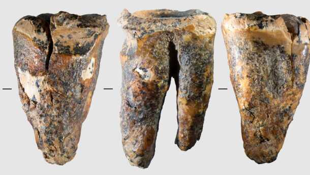 Several views of the molar tooth archeologists discovered in Chagyrskaya Cave.