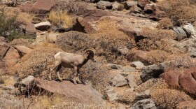 A ram in the Anza-Borrego Desert State Park, July 2016.