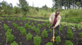 This Ugandan farmer (profiled in "The Plant That Cures Malaria") lost his daughter to Malaria. He learned too late that, when caught early, malaria is easily treatable. Now Clovis grows the plant that contains the compound most successful in fighting malaria.