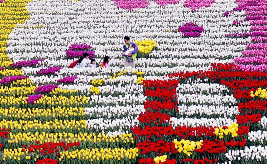Hello Kitty is portrayed in flowers at an annual tulip festival in western Japan in 2005.