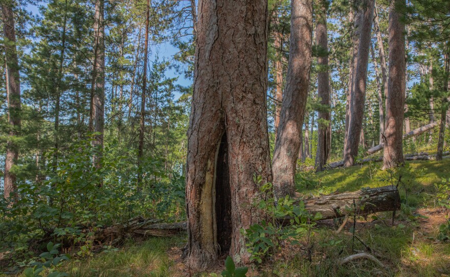 Fire scars remain on red pines in Preacher's Grove from a fire that burned through the park in the 1860s. Prior to the fire suppression efforts that began in the 1900s, the park would have had a natural fire every 22 years on average. Fire creates favorable conditions for the growth and survival of pines and they depend on it for reproduction.
