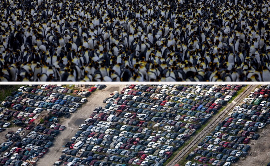 (Top image) A king penguin colony on the South Georgia Island's in February 2022. Scientists warn that, in the future, warming oceans and commercial fishing could negatively affect the penguins' food sources. (Bottom image) An aerial photo of thousands of cars flooded by Hurricane Katrina near New Orleans in April 2007.