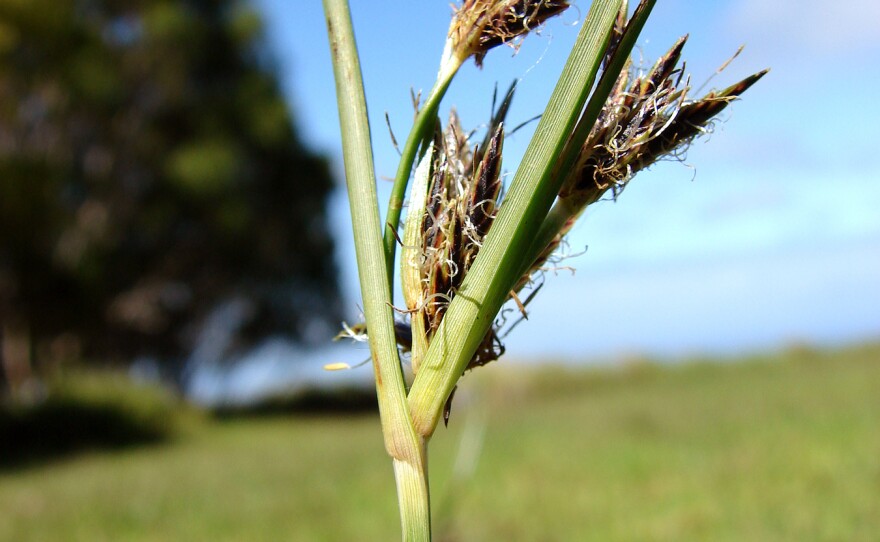 Cyperus rotundus, a notorious weed.