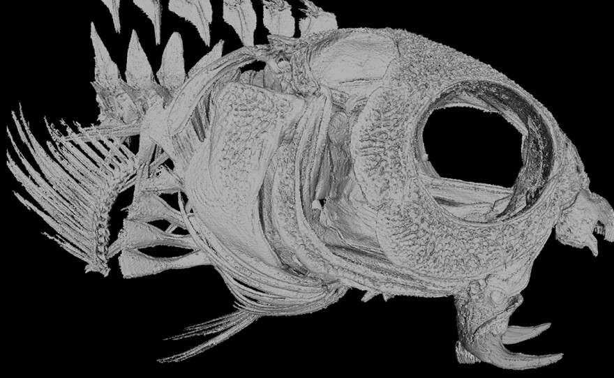 Ouch. Fangblennies have two large hollow fangs that deliver venom.