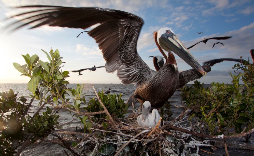 Brown pelicans nest in the mangrove trees of Cat Island in April 2012. One of a handful of nesting areas for pelicans and other coastal birds along Louisiana's coast, it was hit hard by the BP oil spill. This accelerated its erosion, and it is completely underwater now.