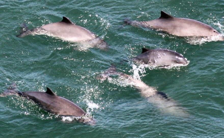 A group of harbor porpoises in San Francisco Bay, photographed from the Golden Gate Bridge. Harbor porpoises haven't been seen in the bay since the 1930s. Researchers believe World War II activity may have contributed to their disappearance. The Navy strung a seven-mile underwater net across the mouth of the bay to keep out enemy submarines.