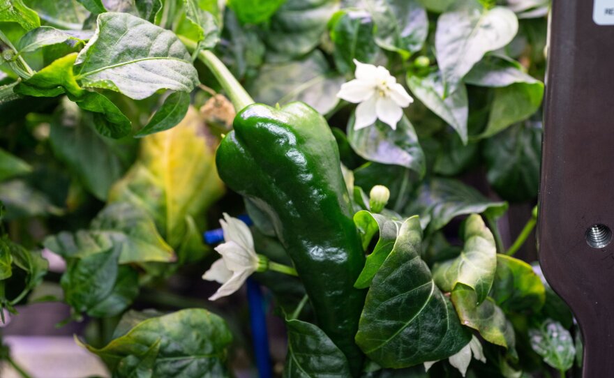 A hatch chile aboard the International Space Station