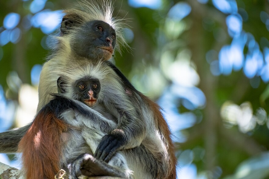 An adult and a young red colobus monkey hold each other atop a branch. The Zanzibar red colobus monkey is the only primate, except for humans, known to eat charcoal in the wild. (Jozani Chwaka Bay National Park, Zanzibar, Tanzania)