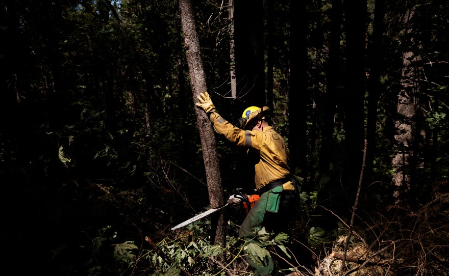 California National Guard Specialist Brett Carl cuts down a small tree while working on fire prevention with Task Force Rattlesnake.