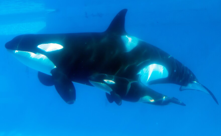 Kasatka swims with her calf in 2013. Hargrove says that when another of Kasatka's calves was taken from her, she emitted "heartbreaking" vocalizations. SeaWorld's Chuck Tompkins says Hargrove's "interpretation" is different "from mine or any other trainer that was there."