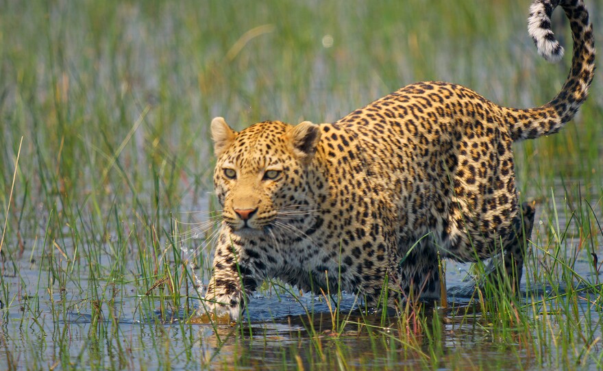 BIG CATS 24/7 (Series Finale this week) | KPBS Public Media