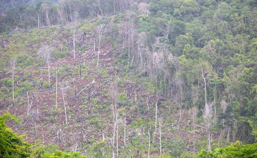 An area of logged forest, Narra, Palawan - April 2018
