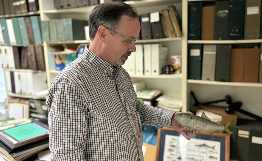 Rob Latour, a professor at William & Mary's Virginia Institute of Marine Science, holds a model menhaden.