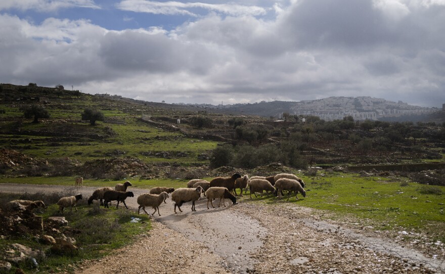 A flock of sheep where Sakher Abu Dahouk and his wife Fatima Abu Dahouk live in the occupied West Bank, in the shadow of an Israeli settlement.