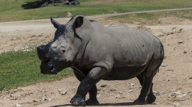 Chuck, a southern white rhino, is shown at the San Diego Zoo in this undated photo.