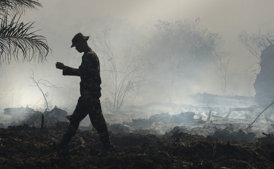 An Indonesian ranger inspects a peat forest fire in Aceh province in July 2017. Indonesia, unlike most of the world, lost less overall tree cover than usual last year.
