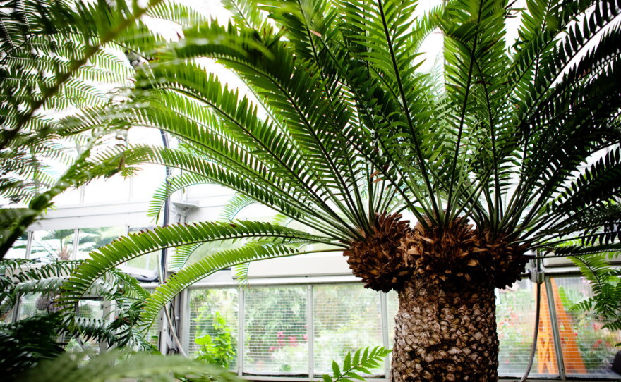 'Living Fossils' Just A Branch On Cycad Family Tree | KPBS Public Media