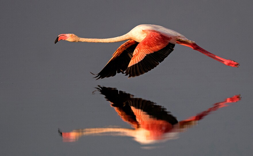 Renowned primatologist Jane Goodall narrates TO THE ENDS OF THE EARTH "Birds of East Africa,” a unique look at the incredible East African landscape and the avian creatures that inhabit it.
