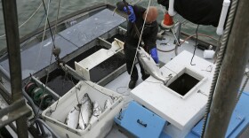 Mike Hudson unloads chinook salmon off his boat at Fisherman's Wharf in San Francisco. July 22, 2019.
