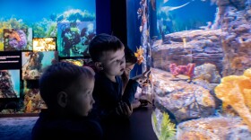 Children look at the weedy seadragon exhibit at the Birch Aquarium at Scripps Institution of Oceanography in this undated image.