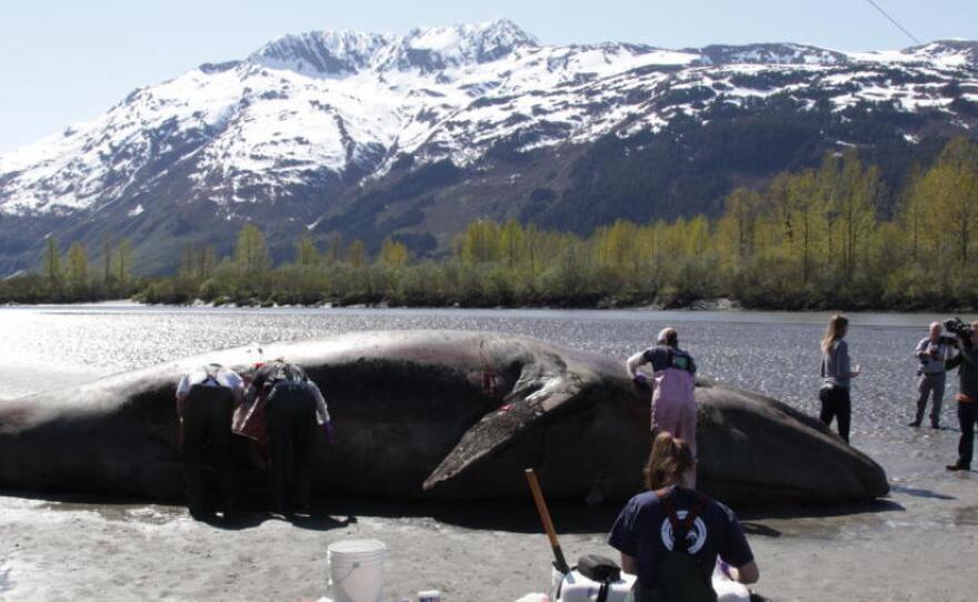 A dead whale at the mouth of the Placer River, at the eastern end of the Turnagain Arm, near Anchorage, Alaska. The deaths of at least 60 whales along the Pacific Coast this year have scientists concerned and looking for answers.