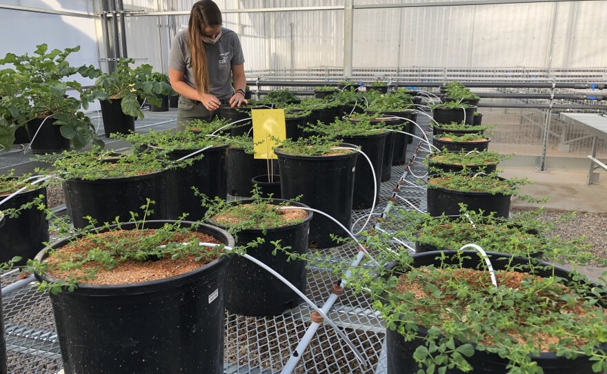 Greenhouse manager Makenna Hopwood checks plants that are part of a carbon sequestration project at the Salk Institute on Dec. 2, 2020.