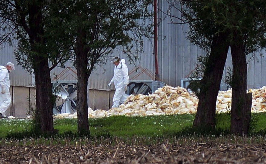 Men in hazardous materials suits load dead poultry to be buried at Rose Acre Farms Inc., just west of Winterset, Iowa, on May 11.