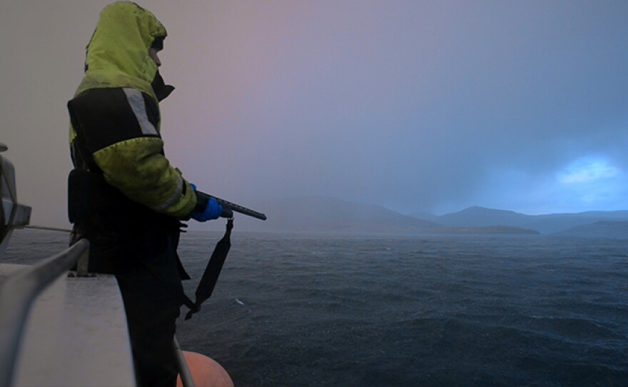 Bjarti Petersen hunts Guillemots for the table in a cold November storm. The Guillemot population has fallen from around 300,000 pairs to only 80,000 in the last 40 years due to environmental changes, pollution and continued hunting.
