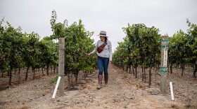 Winemaker Vanessa Robledo walks through her vineyard.