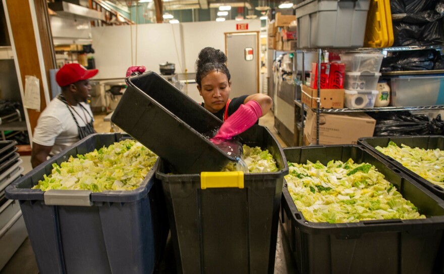 Patrice Cunningham pours brine into tubs of chopped cabbage. The salty solution helps the natural fermentation process by drawing water out of the cabbage leaves. As it sits, the leaves shrink and settle, releasing more food for the microbes.